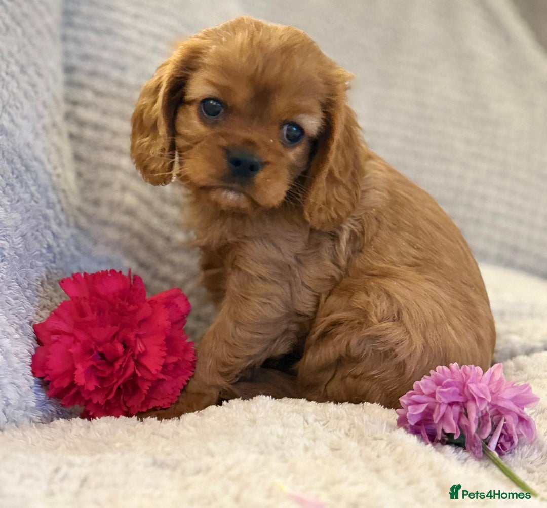 Cavalier King Charles Spaniel dogs for sale: KC REG, HEART, EYE AND DNA TESTED PARENTS - Image 7