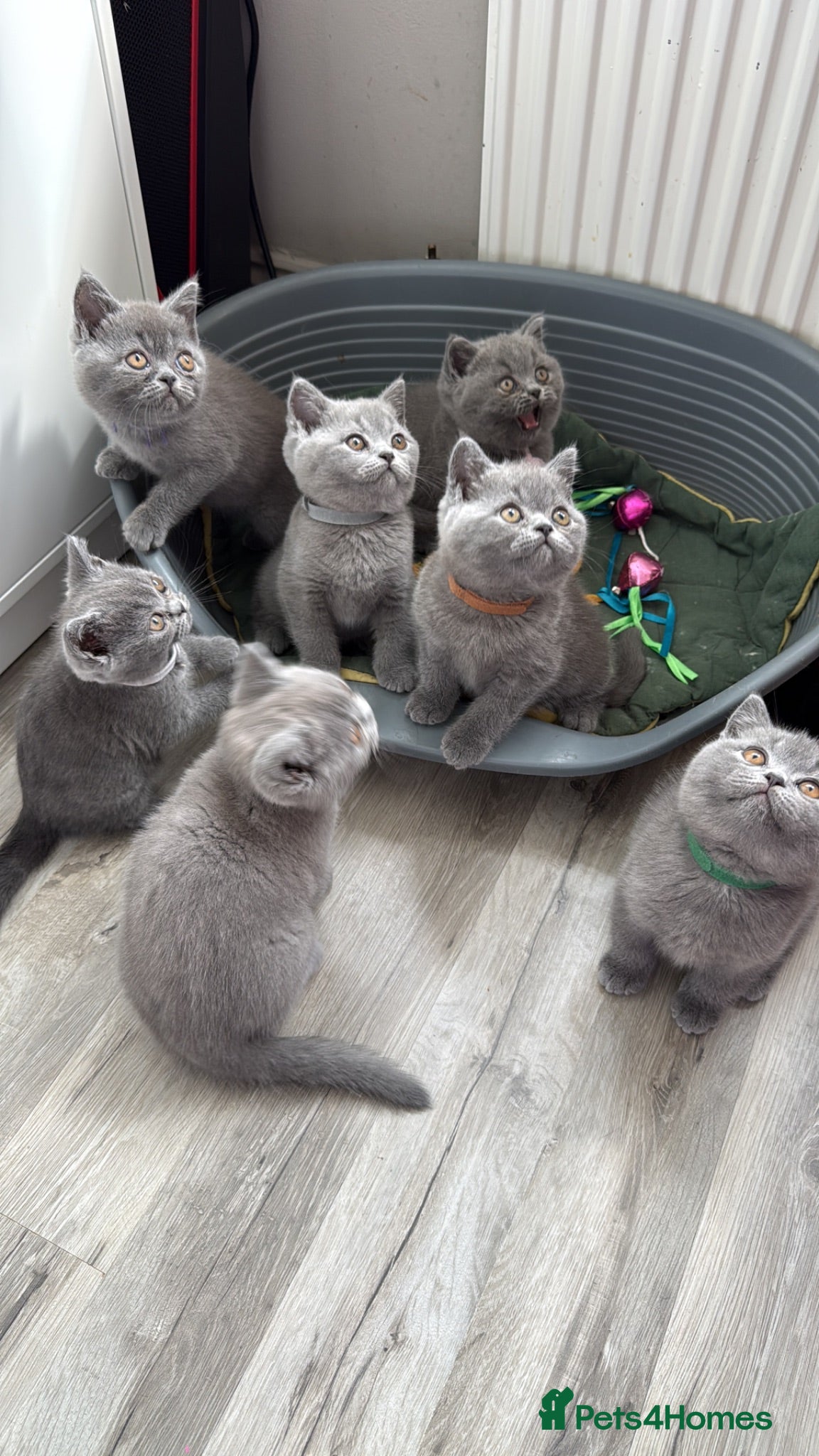 British Shorthair cats Pedigree British Shorthair Kittens ready to go! - Advert 1