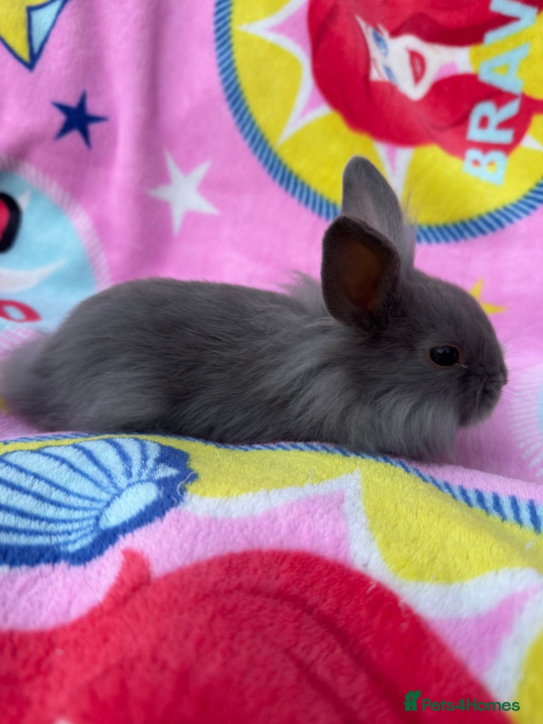 Lionhead rabbits for sale: Lionhead bunnies - Image 3