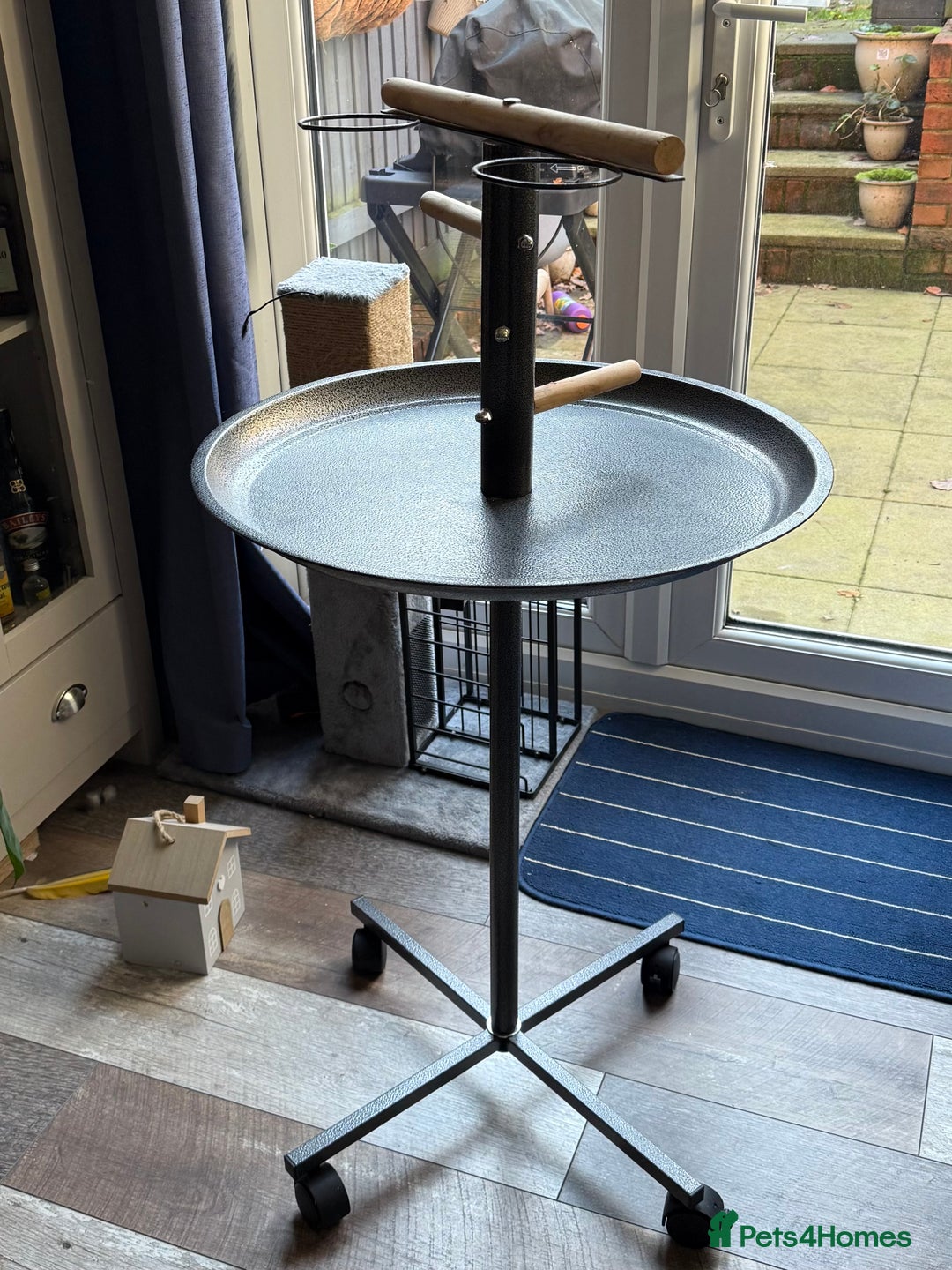 Macaws birds for sale: 2 Year Old Blue and Gold Macaw For Sale  - Advert 7