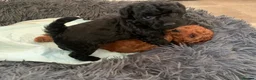 Miniature Poodle dogs for sale: Miniature Poodles in Northolt - Advert 2