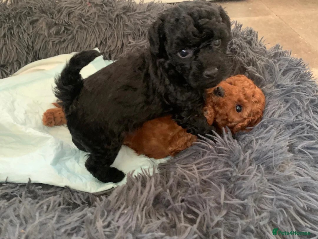 Miniature Poodle dogs for sale: Miniature Poodles in Northolt - Advert 2