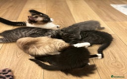 Maine Coon cats for sale: Ragcoon polydactyl kittens - Image 34