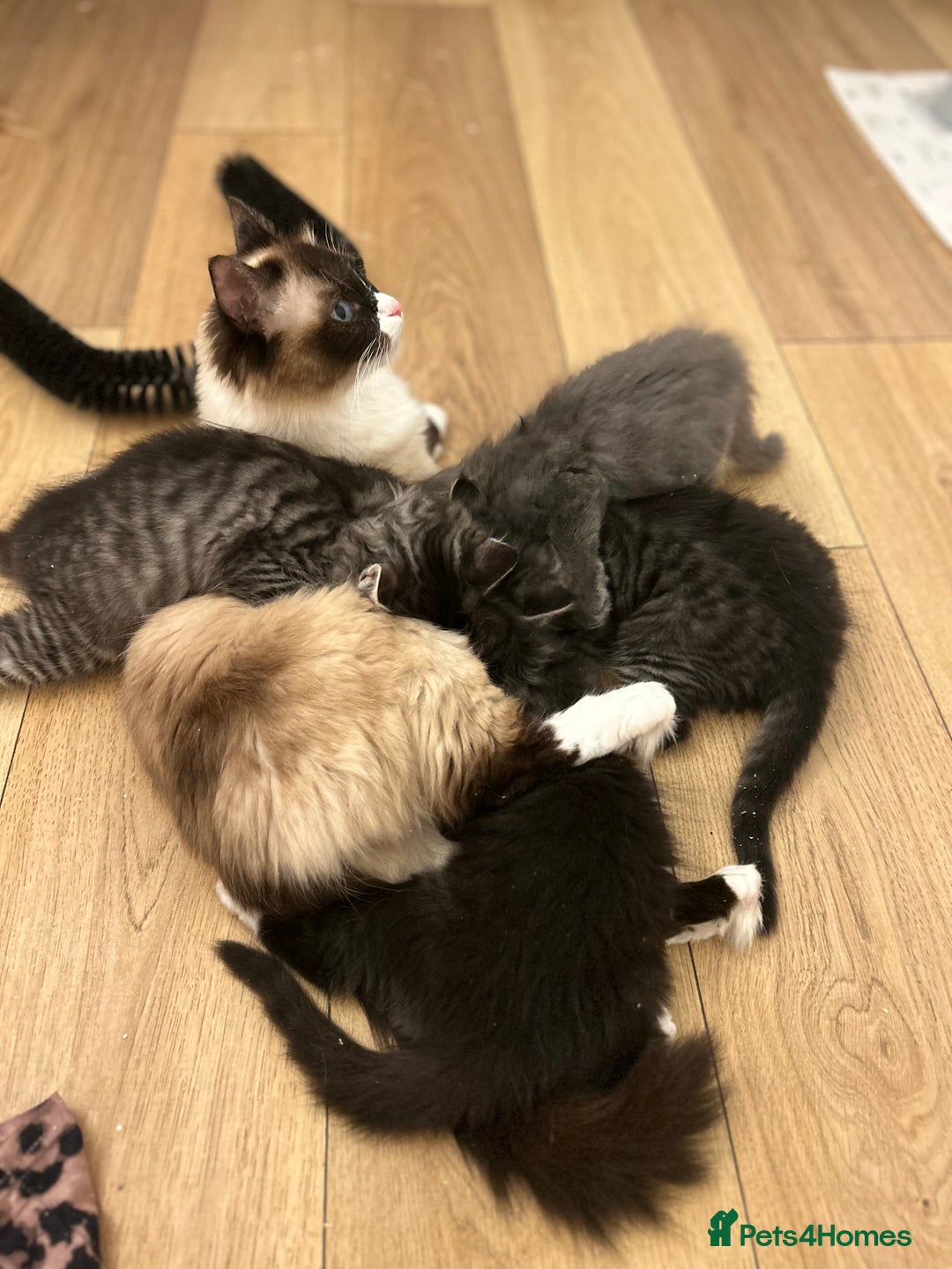 Maine Coon cats for sale: Ragcoon polydactyl kittens - Image 34