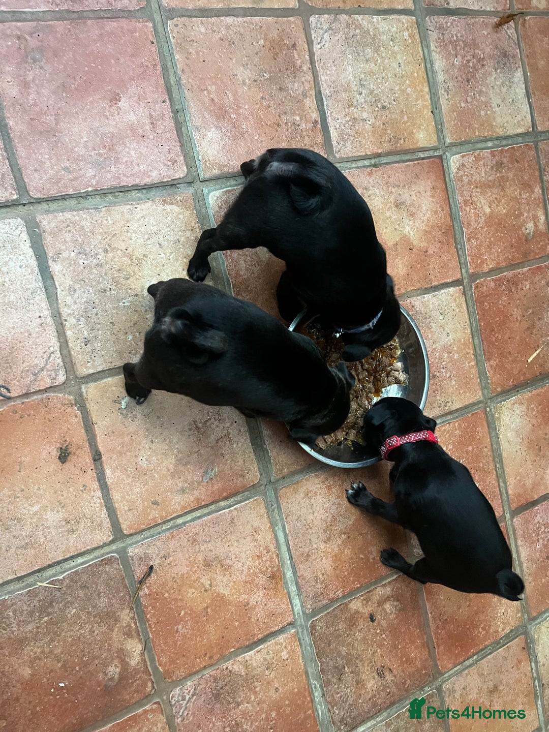 Pug dogs for sale: Platinum pug girls vaccinated Insured microchipped - Image 6