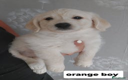 Labradoodle dogs for sale: Beautiful labradoodle pups  - Image 8