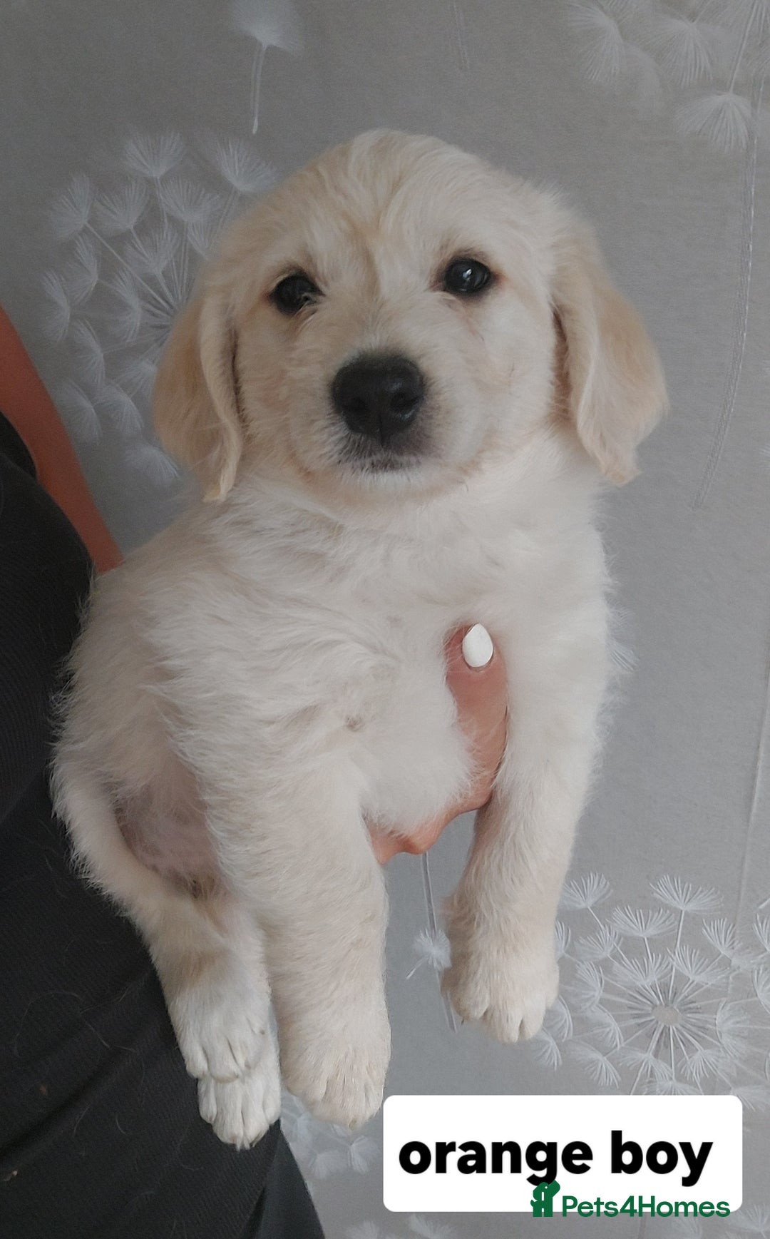 Labradoodle dogs for sale: Beautiful labradoodle pups  - Image 8