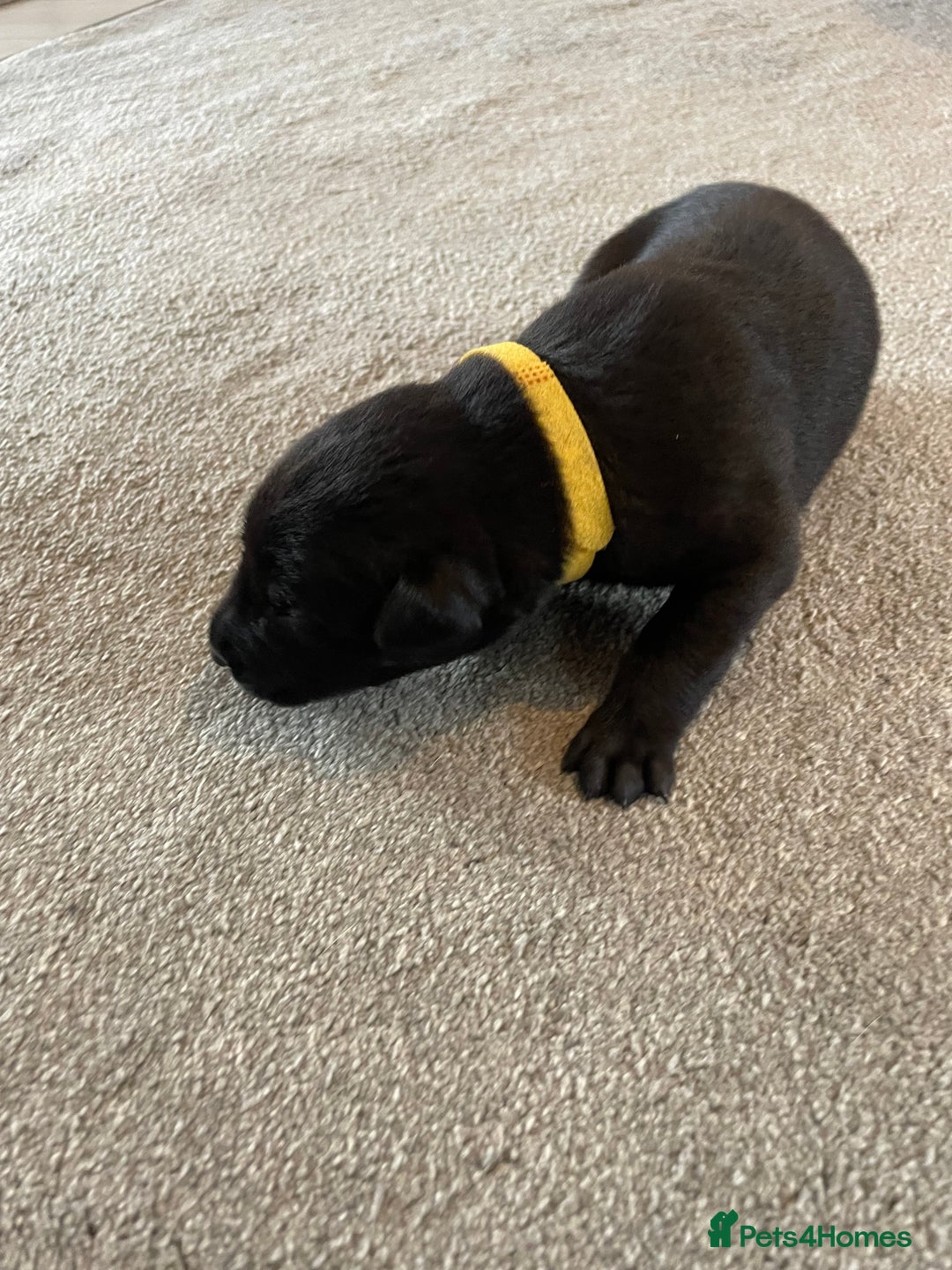 Mixed Breed dogs for sale: Belgium shepherd cross Rottweiler Labrador  - Image 13