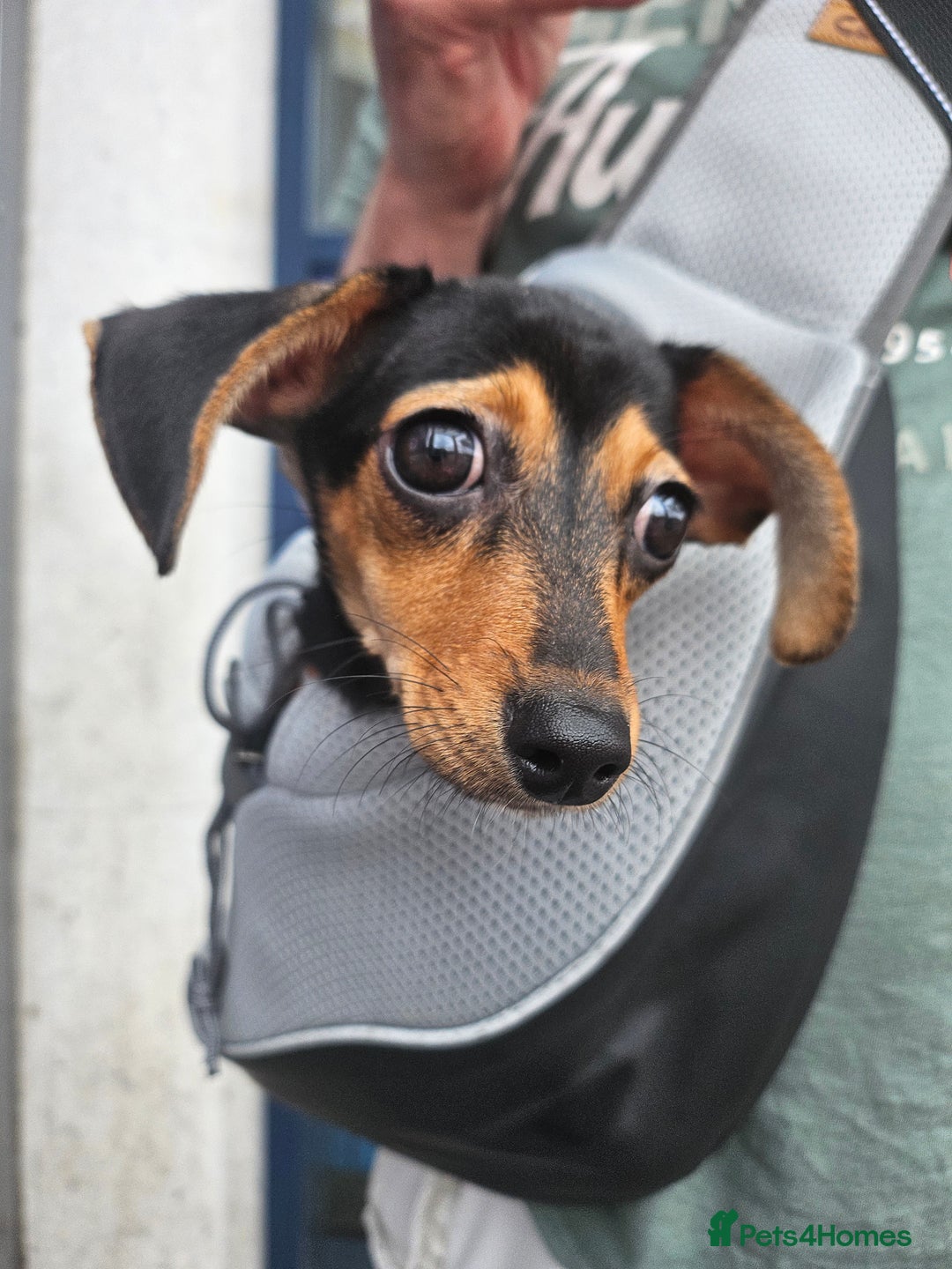 Chiweenie dogs for sale: 7 months old, chiweenie puppy - Image 8