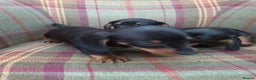 Miniature Dachshund dogs for sale: Black and Tan Miniature Dachshund Puppies 3 Boys - Advert 31