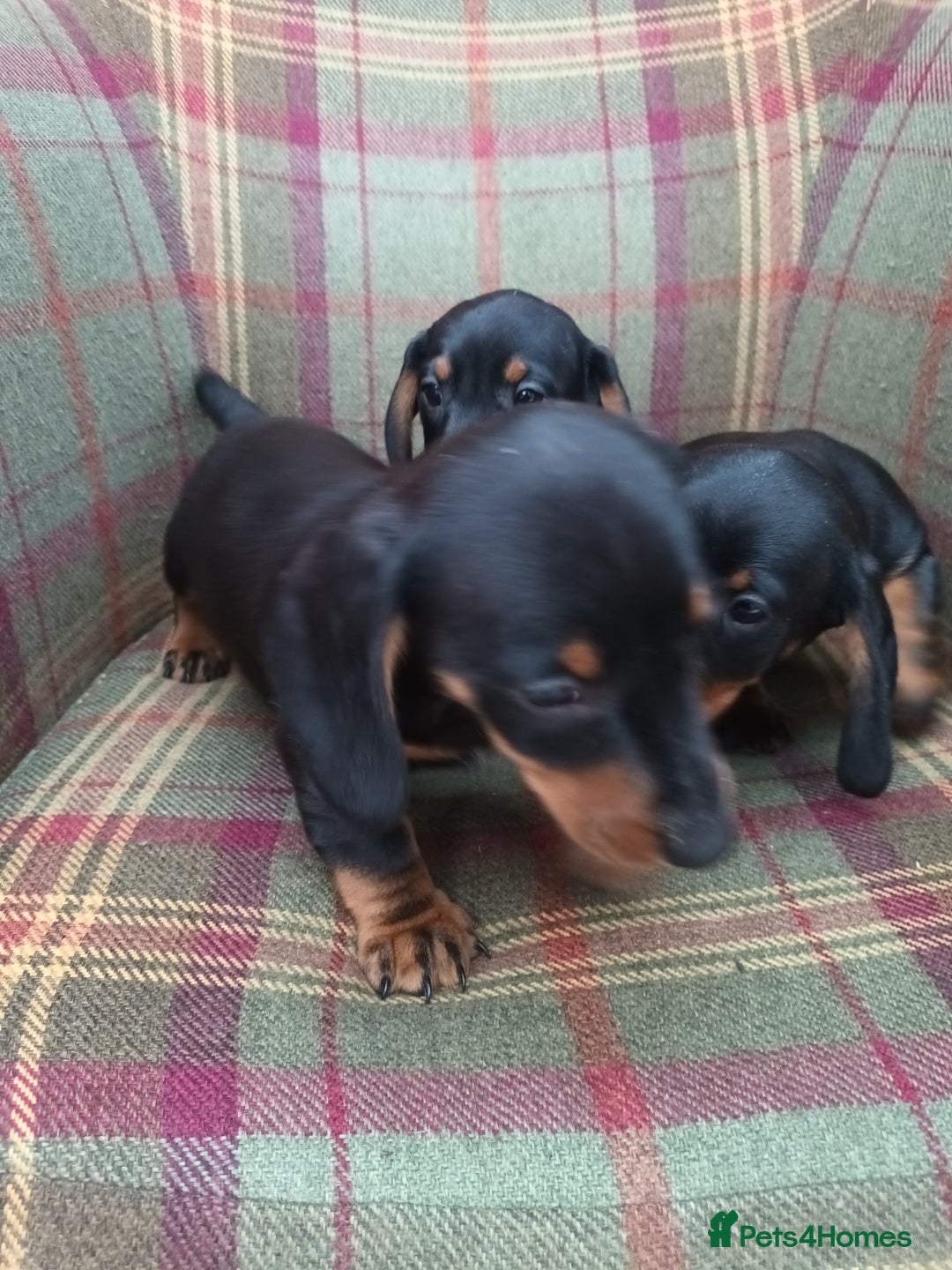 Miniature Dachshund dogs for sale: Black and Tan Miniature Dachshund Puppies 3 Boys - Advert 31