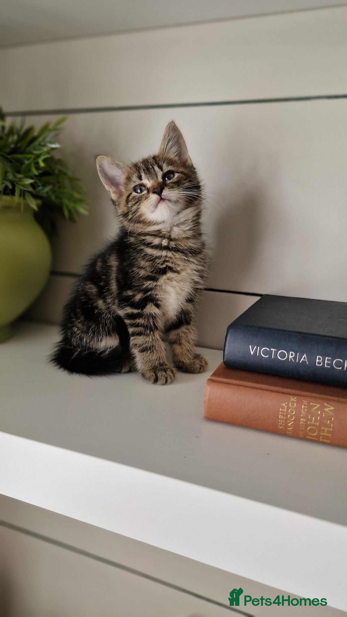 Mixed Breed cats Half maincoon kittens - Advert 6