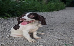 Cocker Spaniel dogs for sale: Cocker Spaniel Puppies  in Poole - Image 3