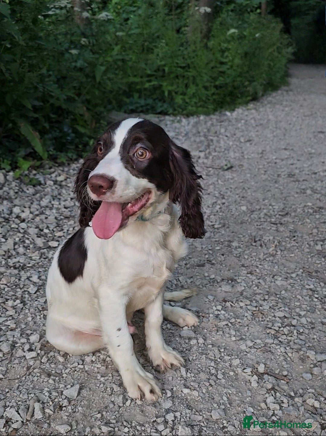 Cocker Spaniel dogs for sale: Cocker Spaniel Puppies  in Poole - Image 3