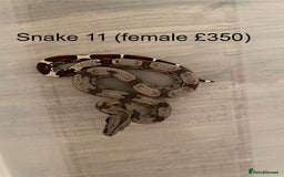 Boa Snake reptiles for sale: ✨ Stunning Red Tailed Suriname Boa’s (BCC) ✨ - Image 13