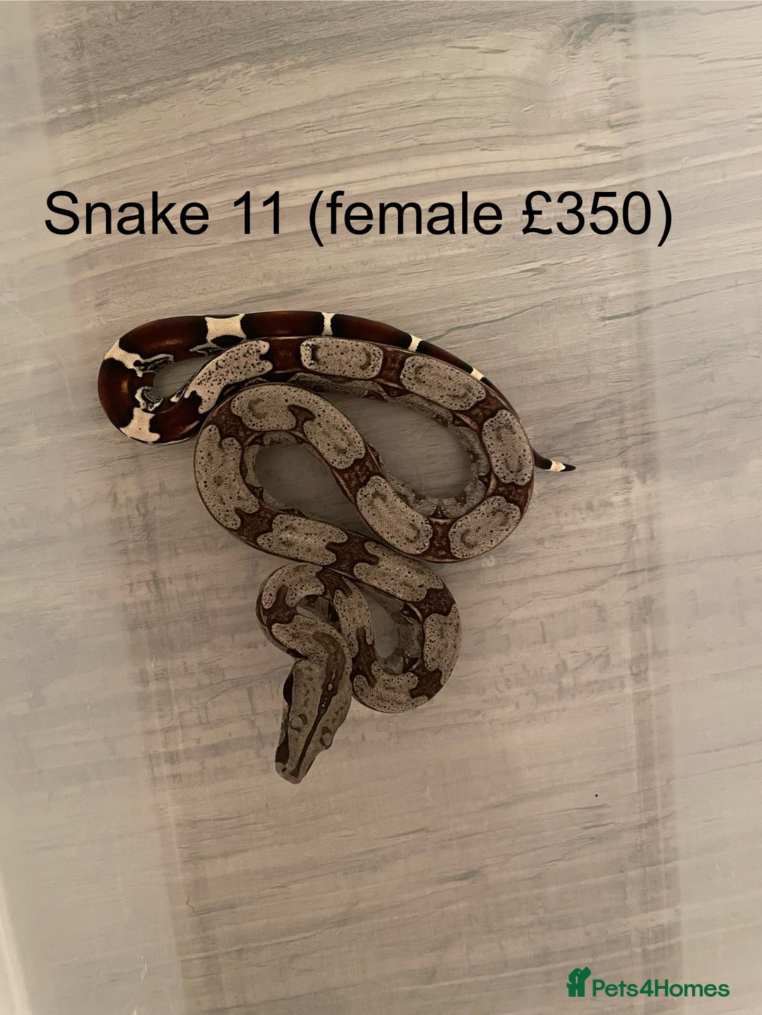 Boa Snake reptiles for sale: ✨ Stunning Red Tailed Suriname Boa’s (BCC) ✨ - Image 13