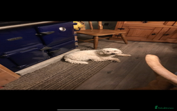 Cockapoo dogs for sale: Very Similar to the cockapoo Sproodle puppies - Image 30