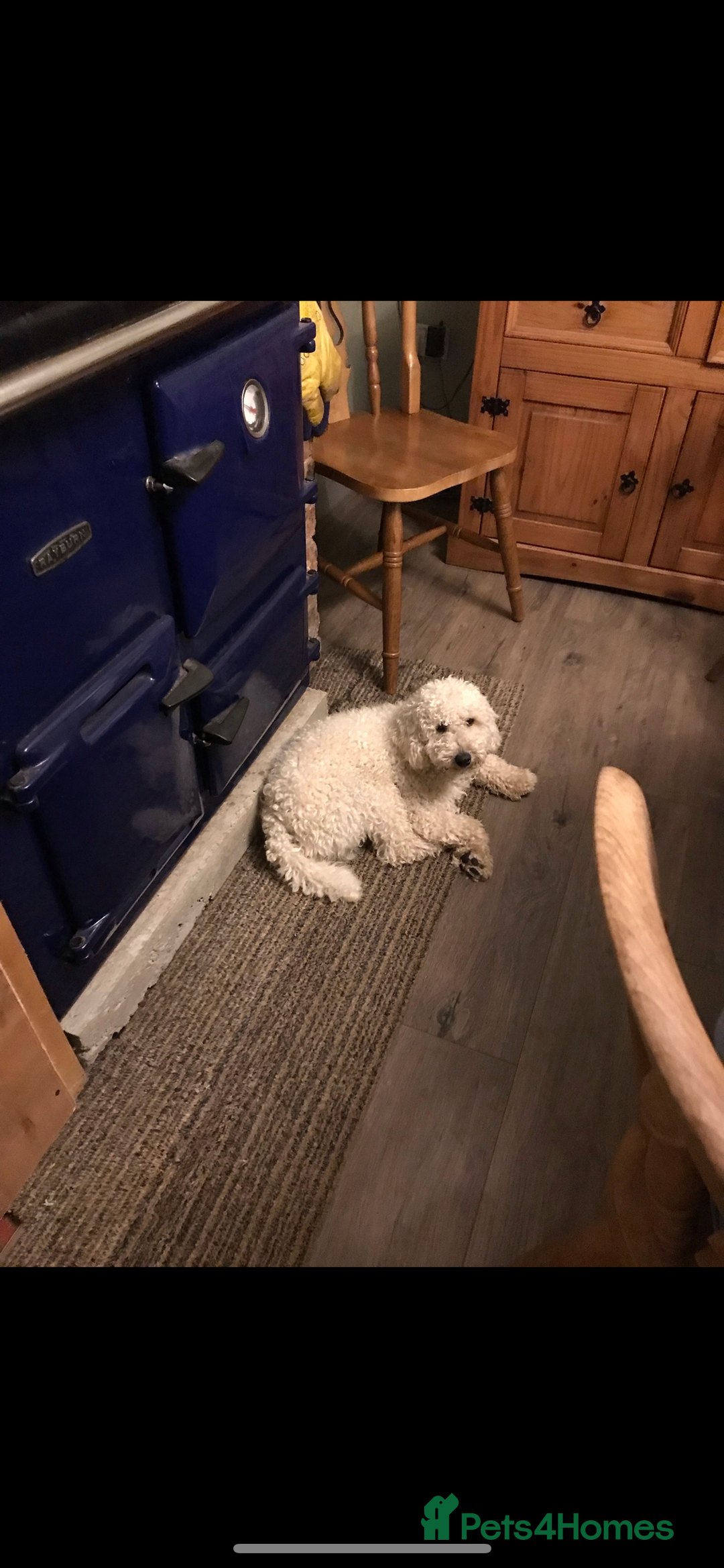 Cockapoo dogs for sale: Very Similar to the cockapoo Sproodle puppies - Image 30