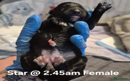Border Collie dogs for sale: Border Collie pups - Image 13