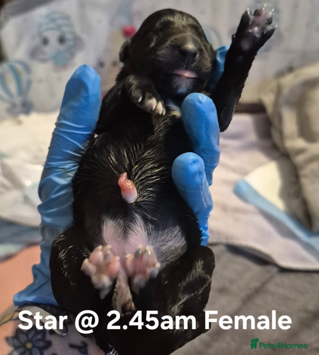 Border Collie dogs for sale: Border Collie pups - Image 13