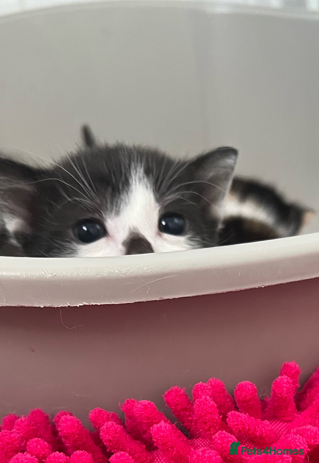 Mixed Breed cats for sale: CLEMMIE’S CUTIES  - Image 21