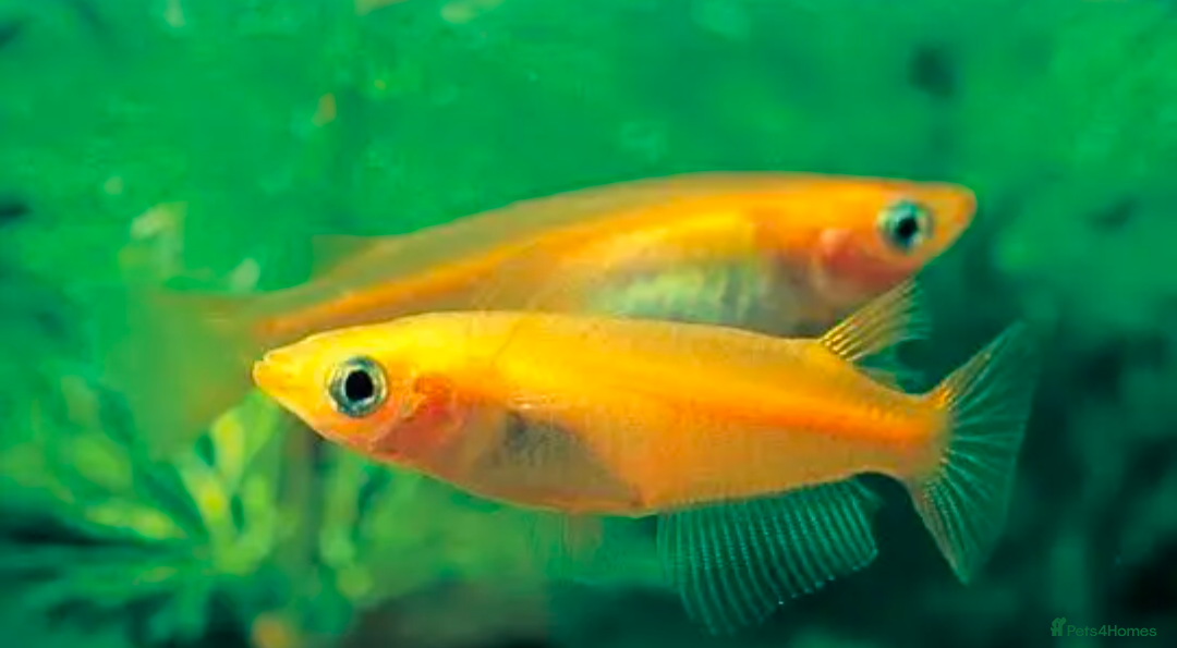 Ricefish fish 15 x Fertilised medaka ricefish eggs  - Advert 17