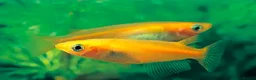 Ricefish fish for sale: 20 x Fertilised medaka ricefish eggs  - Advert 1