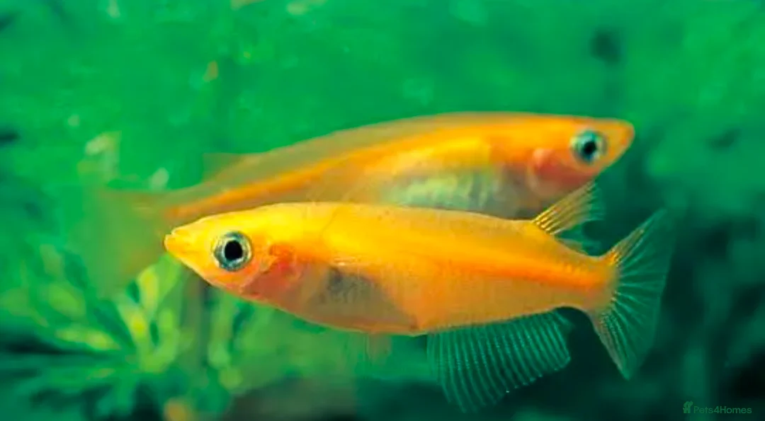 Ricefish fish for sale: 20 x Fertilised medaka ricefish eggs  - Advert 1