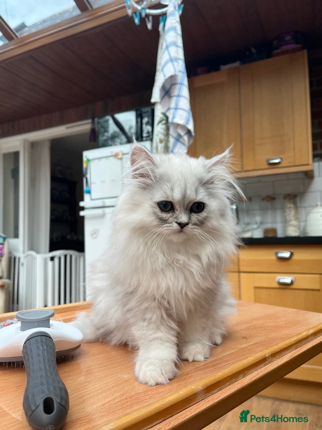 Persian cats for sale: 3 beautiful silver chinchilla Persian! - Image 5