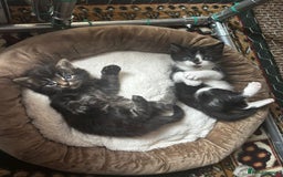British Shorthair cats for sale: 2 beautiful little kittens ready to be loe - Image 5