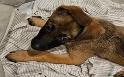 Belgian Shepherd Dog dogs for sale: Belgian malinois puppies  - Image 3