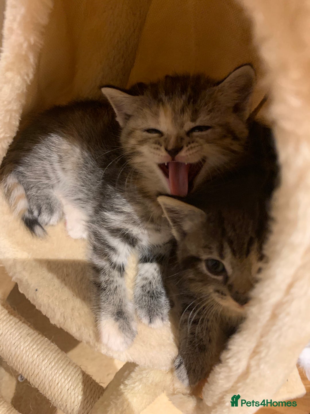 Mixed Breed cats for sale: Himalayan mixed - Image 21