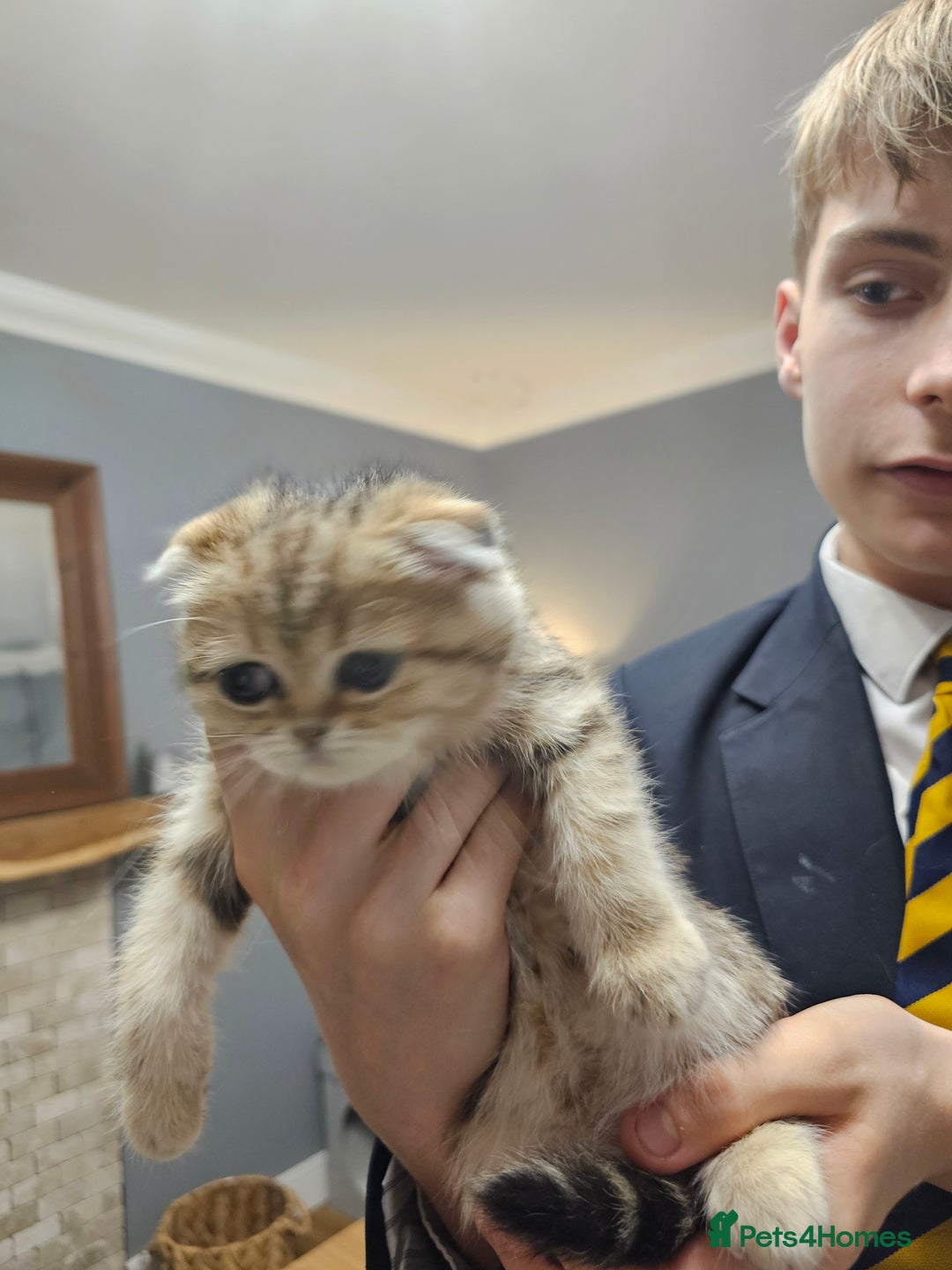Scottish Fold cats for sale: Stunning scottish folds - Advert 18