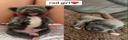 Staffordshire Bull Terrier dogs for sale: Six beautiful blue/brindle staffy puppies. - Advert 7