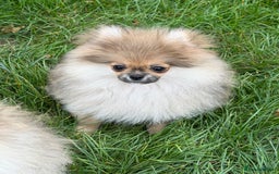 Pomeranian dogs for sale: Two tiny boys are looking for their home - Image 6