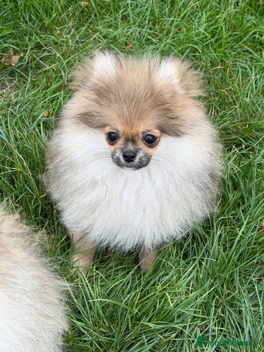 Pomeranian dogs for sale: Two tiny boys are looking for their home - Image 6