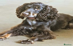 Cocker Spaniel dogs for sale: Chocolate roan cocker spaniel  - Advert 4