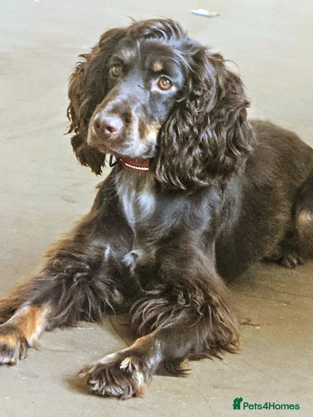 Cocker Spaniel dogs for sale: Chocolate roan cocker spaniel  - Advert 4