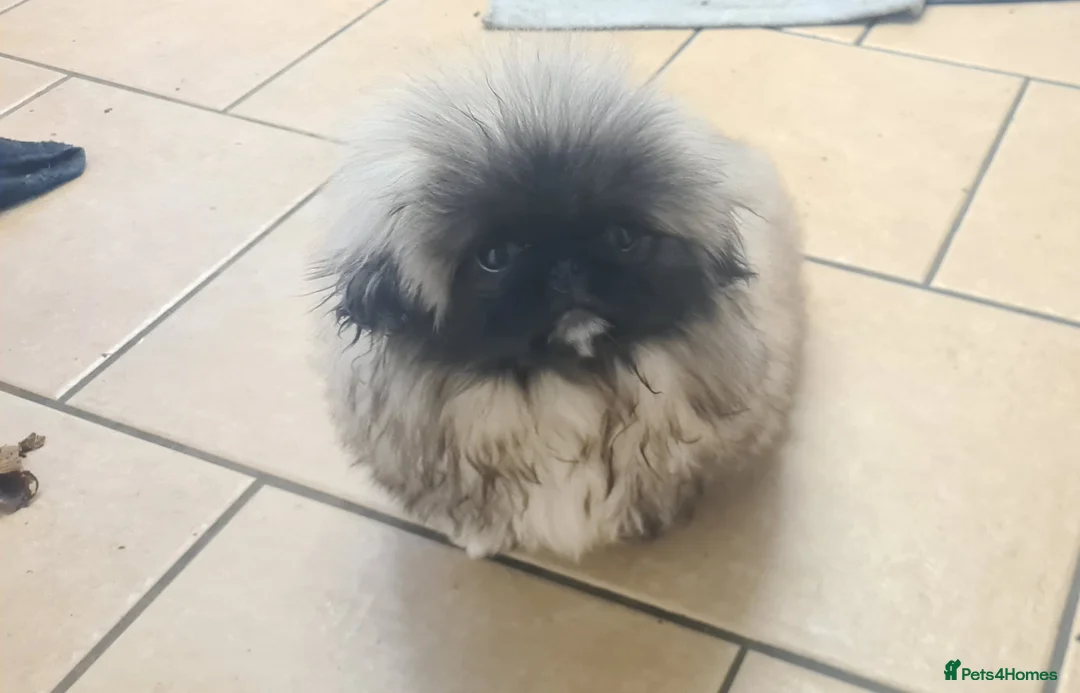 Pekingese dogs for sale: Pekingese puppys (Champion Bloodlines) - Advert 18