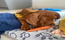 Hungarian Vizsla dogs for sale: Hungarian Vizsla - Image 6