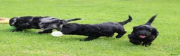 Cockapoo dogs for sale: Beautiful Cockapoo puppies for sale  - Advert 28