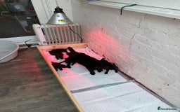 Patterdale Terrier dogs for sale: Mr Jamie welch - Advert 1