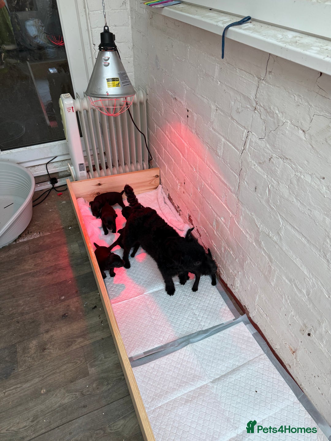 Patterdale Terrier dogs for sale: Mr Jamie welch - Advert 1