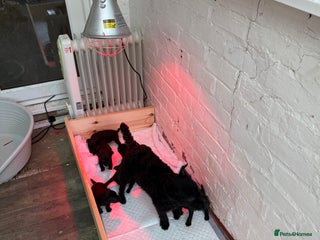 Patterdale Terrier dogs Mr Jamie welch - Advert 1