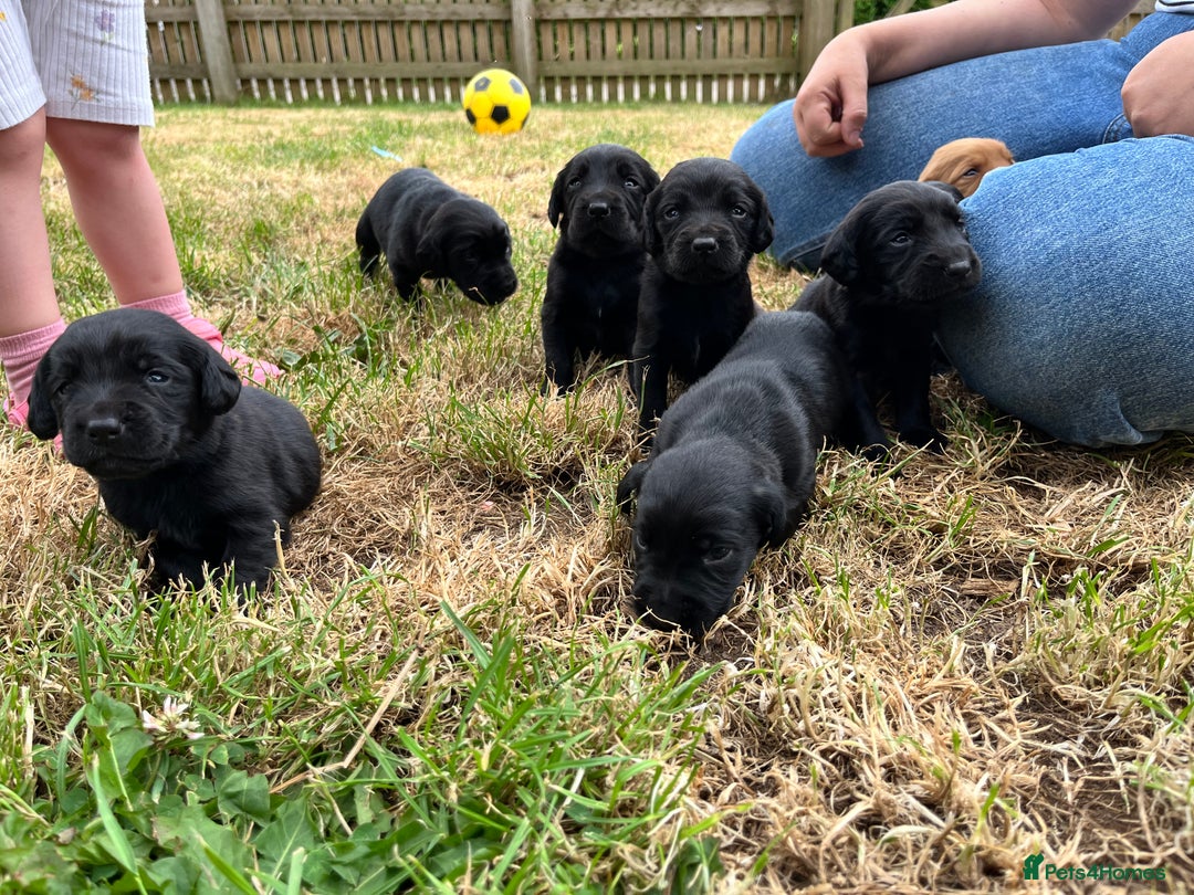 Cockerdor dogs for sale: Beautiful Cockerdor Puppies  - Image 4