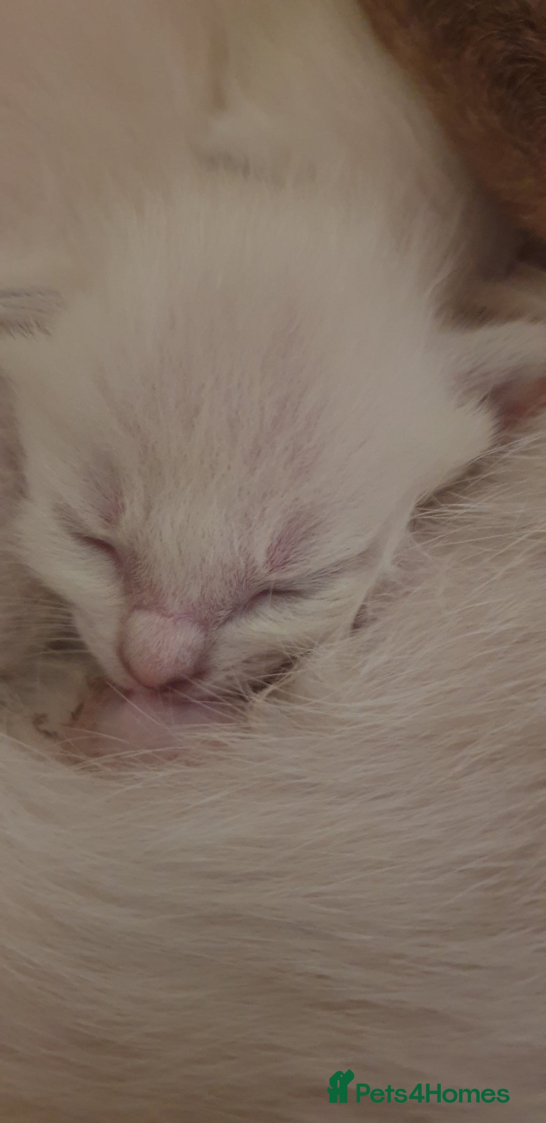 Ragamese cats for sale: Beautiful Ragamese Kittens  - Advert 18