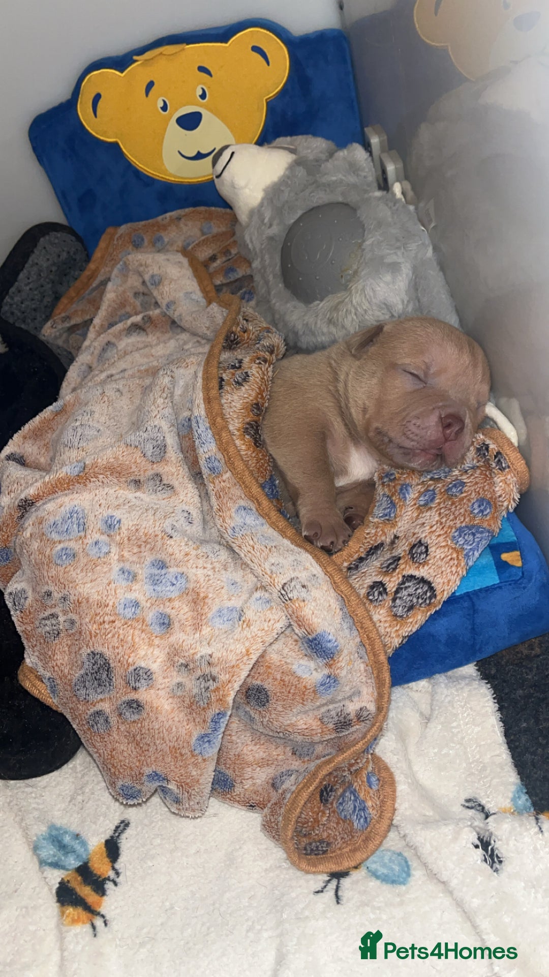 American Bully dogs for sale: Nano Bully - Advert 4