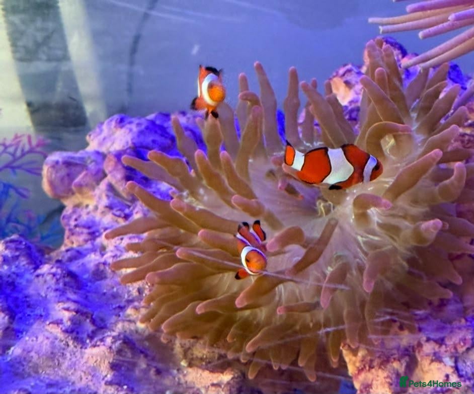 Other/Mixed Breed fish Clownfish - Advert 4