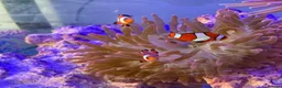 Other/Mixed Breed fish for sale: Clownfish in Halesworth - Advert 1