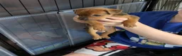 Mixed Breed dogs for sale: F1 jackain  - Advert 8